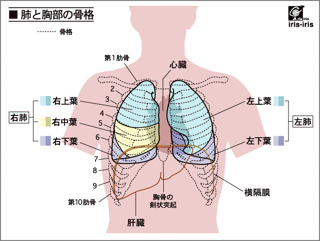 大阪心斎橋のエルンテ整体院　肩こり　肺の疾患